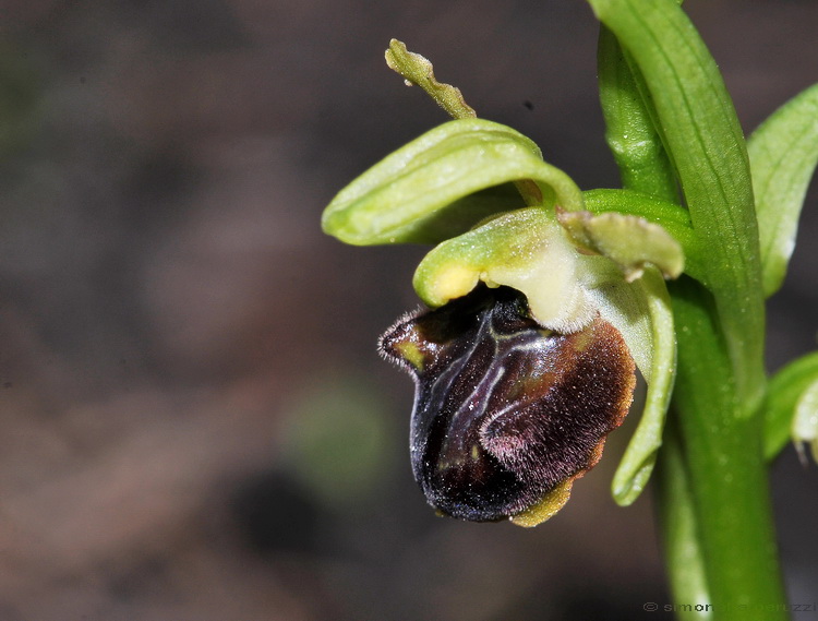 La prima Ophrys sphegodes